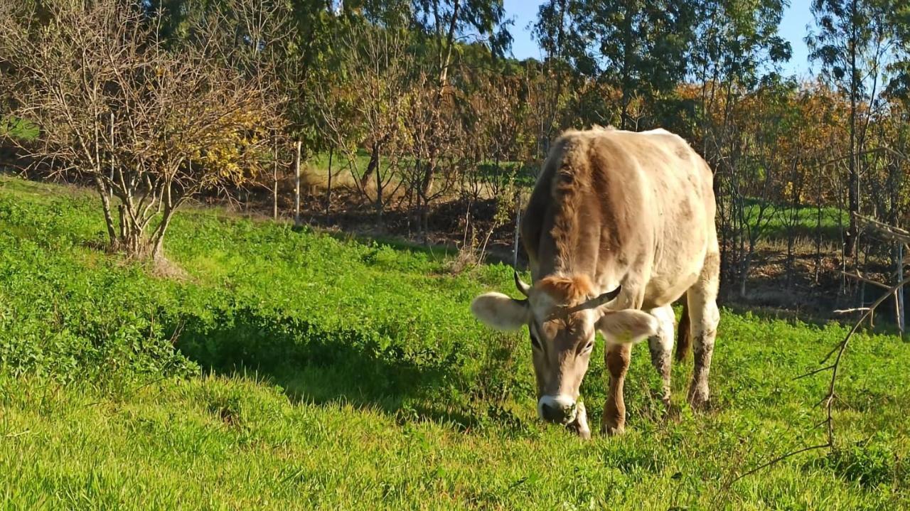 Masseria La Fiorita Ματέρα Εξωτερικό φωτογραφία