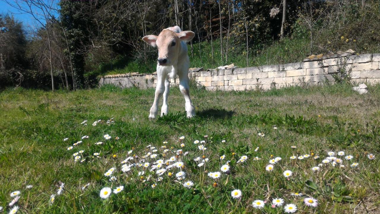 Masseria La Fiorita Ματέρα Εξωτερικό φωτογραφία